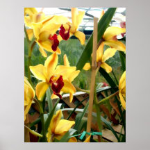 Jaula de Cymbidiums amarillos Poster