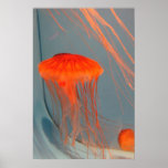 JellyFish2-1 Posters