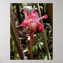 Jengibre rosado de la antorcha posters
