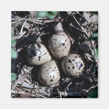 Jerarquía de la lavandera de Baird con los huevos Imán De Frigorífico