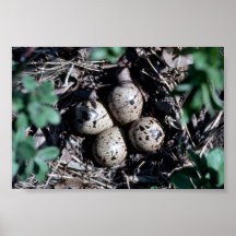Jerarquía de la lavandera de Baird con los huevos Poster