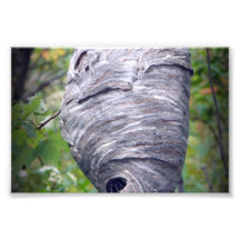 Jerarquía de las abejas fotografías  