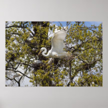 jerarquización blanca de los egrets poster