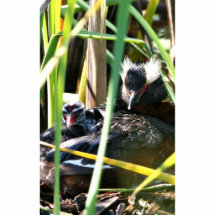Jerarquización de cuernos del Grebe Esculturas Fotograficas