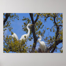 jerarquización de los egrets impresiones