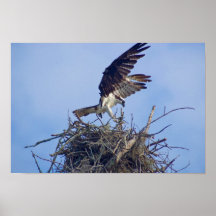 jerarquización del osprey poster