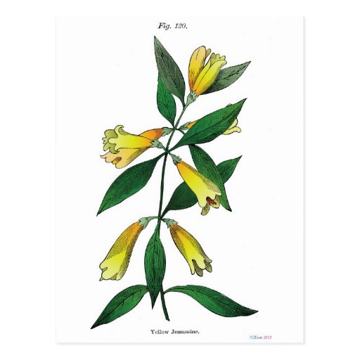 Jessamine amarillo postal