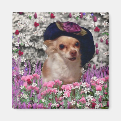 Ji de la ji en el imán de las flores - chihuahua
