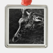 JIRAFA ADORNOS