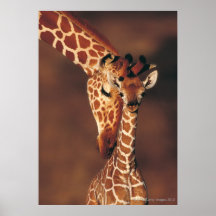 Jirafa adulta con el becerro (camelopardalis del G Poster
