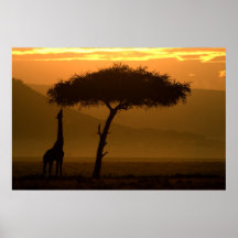 Jirafa at Sunrise 2 Poster