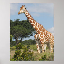 Jirafa elevada de KENIA Poster