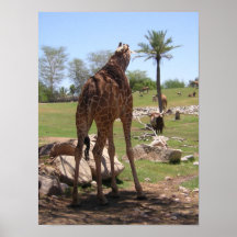 Jirafa Impresiones