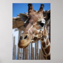 Jirafa Poster