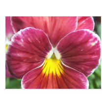 Johnny salta encima de la postal de las flores