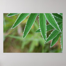 Joyas de las naturalezas poster