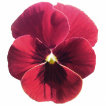 Joyería - Pin - pensamiento rojo oscuro Esculturas Fotográficas