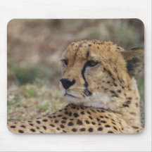 Jubatus del Acinonyx Alfombrillas De Ratones