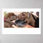 Juego de los perritos del laboratorio del chocolat poster