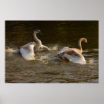 Jugar la impresión de los pollos del cisne posters