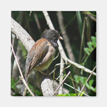 junco Oscuro-observado Iman De Nevera