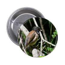 junco Oscuro-observado Pins