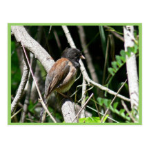 junco Oscuro-observado Postales
