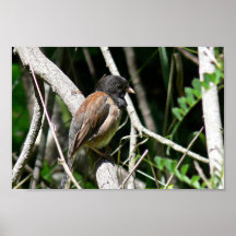 junco Oscuro-observado Posters