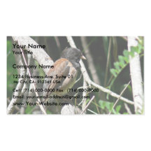 junco Oscuro-observado Tarjetas De Visita