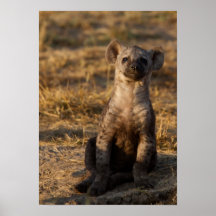 Juventud del Hyena Impresiones