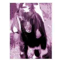 Kalvin 2 tarjeta postal