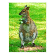 KangaROOS con la postal de las hojas de los robles