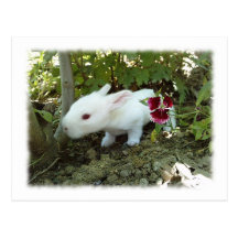 Kaninchen Postkarte