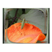 Katydid en la postal del ~ de la dalia