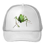 Katydid Gorro De Camionero