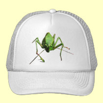 Katydid gorras