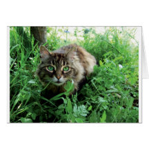 Katze Tarjeton