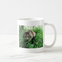 Katze Tazas De Café