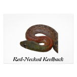 Keelback de cuello rojo anuncios  