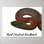 Keelback de cuello rojo poster