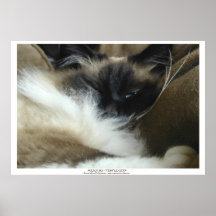 KENJI SU - BIRMAN - Poster de la foto del CAT de R