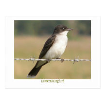 Kingbird del este tarjetas postales