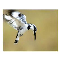 Kingfisher Postkarte