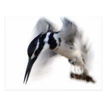 Kingfisher Postkarte