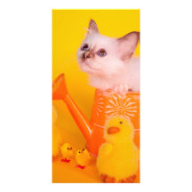 kitten tarjeta personal con foto
