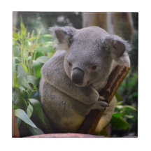 Koala Azulejo Ceramica