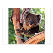 Koala del Victorian tarjetas postales