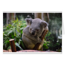 Koala Felicitaciones
