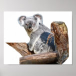 Koala Posters