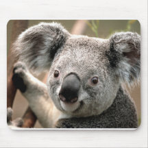 Koala Tapete De Ratón